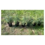 White Pine (x6)