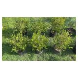 Boxwood (x6)