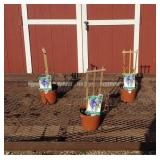 3 Seedless Glenora Blue Grape Vine Plants