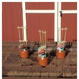 3 Seedless Vanessa Red Grape Vine Plants