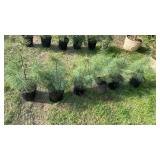 White Pine (x6)