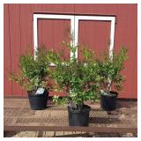 3 Dwarf Fragrant Miss Kim Lilac Plants