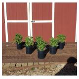 6 Rose Marvel Salvia Sage Plants