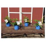 4 Inferno Blush Pink Plume Flower Plants