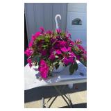 Vigorous Purple Hanging Basket