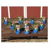 10 Rebloomer Little Grapette Purple Daylily Plants