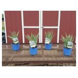 4 Japanese Purple Variegated Iris Plants
