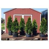 6 Emerald Green Arborvitae Plants