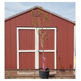 Sweet Gem Apricot Tree