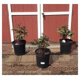 3 Karl Rosenfeld Red Peony Plants