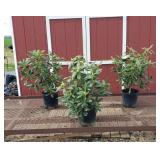 3 Lavender Elegant Rosy Rhododendron Plants