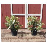 2 Nova Red Rhododendron Plants