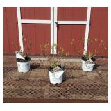 3 Pinky Winky Sun Hydrangea Plants
