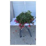 Trailing Fuchsia Hanging Basket