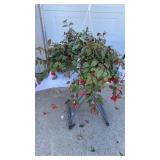 Fuchsia Hanging Basket