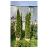9ï¿½-10ï¿½ Tall Emerald Green Arborvitae
