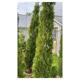 9ï¿½-10ï¿½ Tall Emerald Green Arborvitae