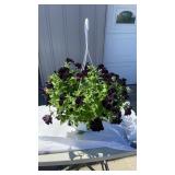 Black Petunia Hanging Baskets