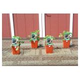 4 Thornless Natchez Blackberry Plants