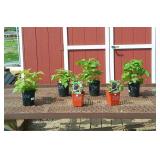 Berry Patch Assortment!!