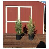 2 Upright Moonglow Blue Juniper Plants