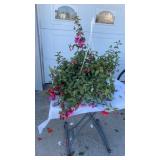 Trailing Fuchsia Hanging Basket