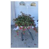 Trailing Fuchsia Hanging Basket