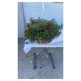 Happy Lights Fuchsia Hanging Basket