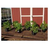 6 Everbearing Caroline Red Raspberry Plants