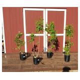 4 Fragrant Betsy Ross White Lilac Plants