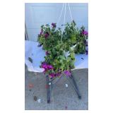 North Shore Hanging Basket