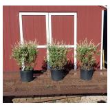 3 Japanese Dappled Willow Plants