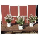 3 Dwarf Fragrant Purple-Pink Baby Kim Lilac Plants