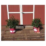 2 Hasslefree Crimson-Red True Love Rose Plants