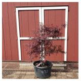 Japanese Weeping Red Dragon Red Maple Tree