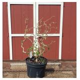 Harry Launders Walking Stick Tree