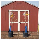 2 Pink Kousa Dogwood Trees