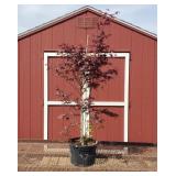 Japanese Bloodgood Red Maple Tree