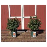 2 Hasslefree Sunset Horizon Rose Plants
