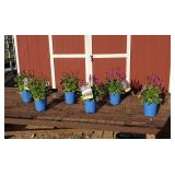 6 Rose Marvel Saliva Sage Plants