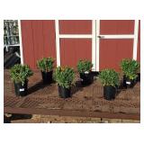 6 Dwarf Orange Halo Blanket Flower Plants