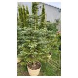 Blue Spruce (x2)