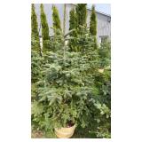 Blue Spruce (x2)