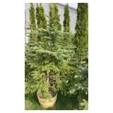 Blue Spruce (x2)