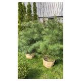 White Pine (x2)