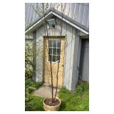 Canoe Birch Tree