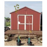 2 Sugar Maple Trees