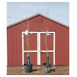 2 Sun Valley Fall Red Maple Trees