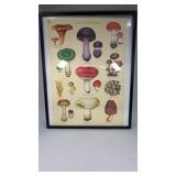 Framed Fungi PosterFrame is broken