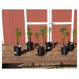 6 Hardy Black-Purple Night Rider Lily Plants